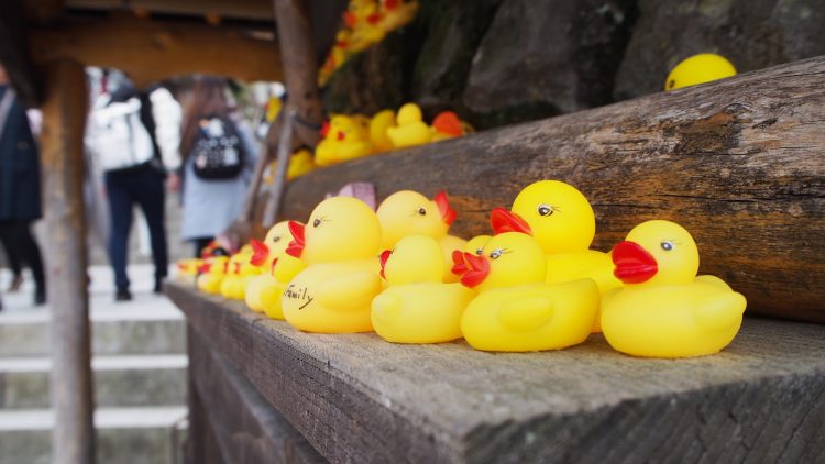 温泉 アヒル 温泉街 鳥 家族 泳ぐ 羽 風景 日本