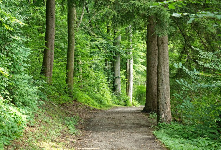 離れた フォレスト 森の小道 自然 木 道 林道 車線 自然歩道 ハイキング リラックス