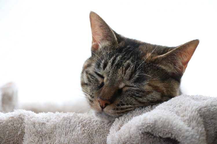 猫 動物 睡眠 仮眠を取る 眠い ねこ キジトラ 雑種 生き物 ペット