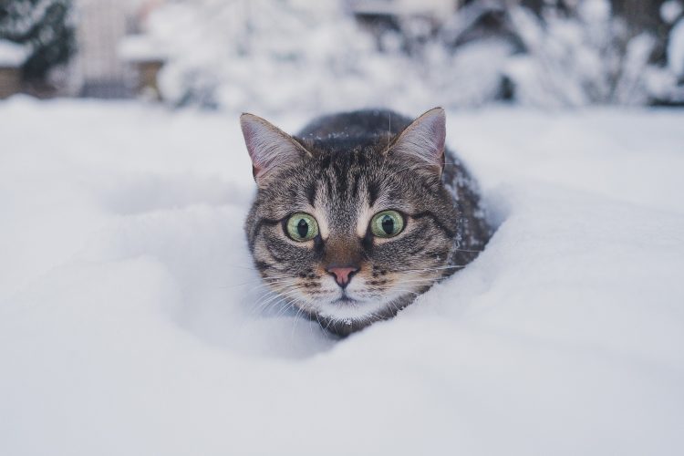 猫 びっくり 雪 虎猫 灰色のぶち猫 ぶち猫 猫の目 驚きの猫 ハローキティ ネコ ペット