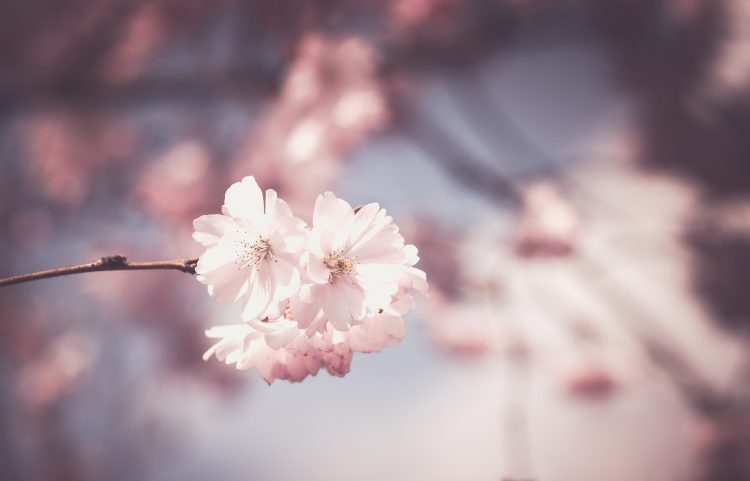 桜の花 花 支店 小枝 ツリー ピンクの花 ブルーム 春 植物の 庭 自然 自然の壁紙