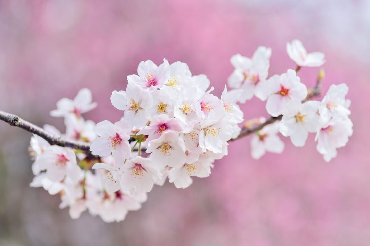 桜の花 風景 春 植物 花 自然 樹木園 ピンク ホワイト ピンクの自然 ピンクの春