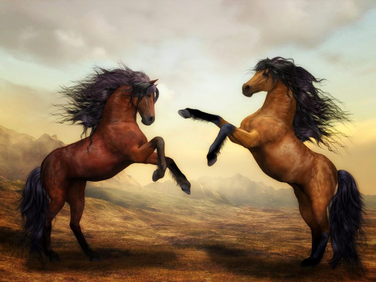馬 ペア 野生の馬 動物 野生 種牡馬 馬術競技 馬毛 Equines 哺乳類 動物の世界