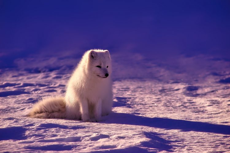 フォックス 北極海 動物 雪 フィールド 冬 ホワイト 白狐 ホッキョクギツネ 犬