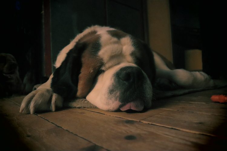 犬 セントバーナード ペット 動物 肖像画 スイス 老犬 眠っている犬 面白い犬